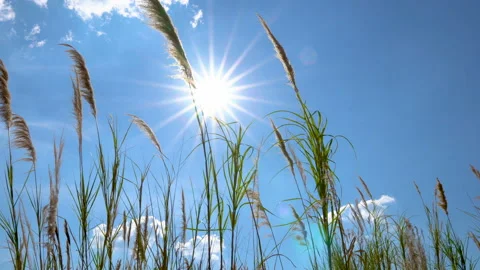 Sunshine on day time through big grass flower with blowing wind Stock Footage 134746709