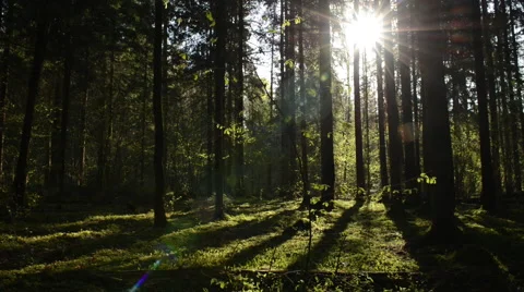 Sunshine deep in the forest Stock Footage 60656473
