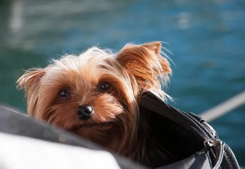 Sunshine dog Stock Photos