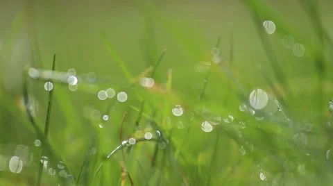 Sunshine drops Stock Footage 47127832