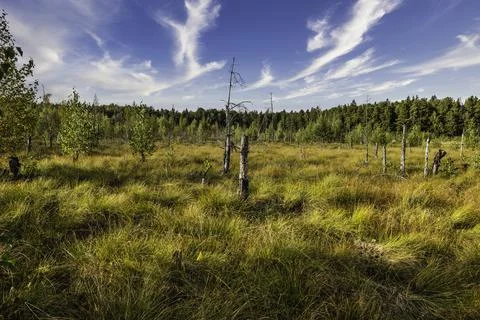 Sunshine on a Fall Colored Marshland Surrounded of a Deciduous Forest Stock Photos