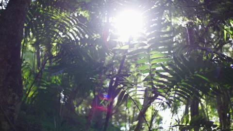 Sunshine falling through leaves of green bushes and trees in jungle Stock-Footage 249266676