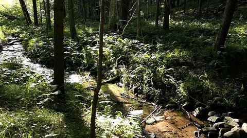 Sunshine falls on to a small stream in the woods. Video stock 98117240