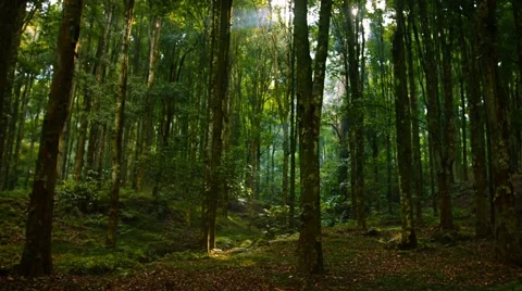 Sunshine Filtering Down through Trees in a Young Tropical Forest, with Sound Vidéo 56500622