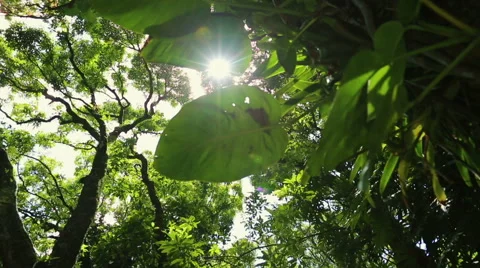 Sunshine Filtering Through the Dense Hawaiian Jungle with Sun Flares. Stock Footage 52994233
