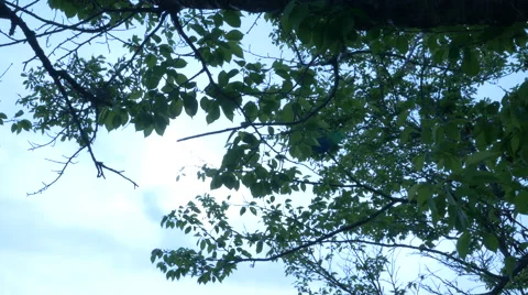 Sunshine filtering through foliage Stock Footage 50143361