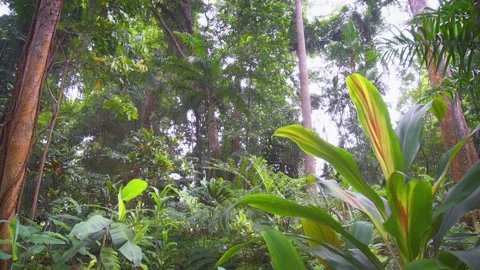 Sunshine Filtering through Tropical Plants in Botanical Garden, with sound. Stock Footage 152955829