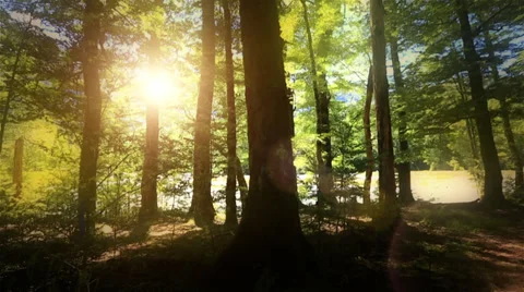 Sunshine filters through forest glade as camera pans around a tree. Stock Footage 34342031