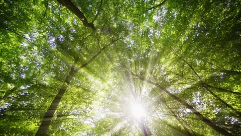 Sunshine Filters through a High Canopy in Forest Wilderness 스톡 동영상 129598621