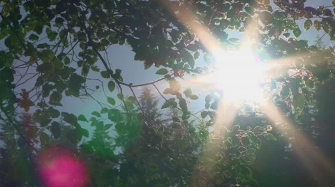 Sunshine Flare and Tree Leaves Stock Footage 40589788