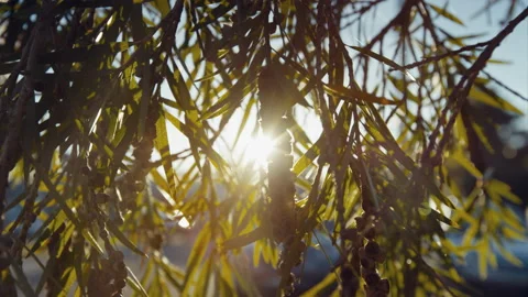 Sunshine flaring through bush tree leaves on summer day Stock Footage 164894348