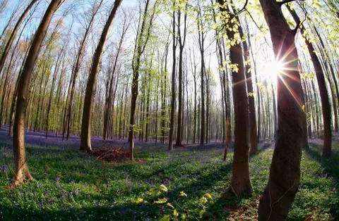 Sunshine in flowering forest in spring Stock Photos