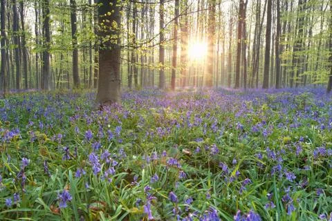Sunshine in flowering spring forest Stock Photos