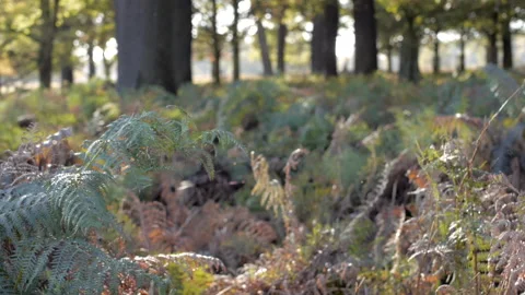 Sunshine on foliage Stock-Footage 148398291
