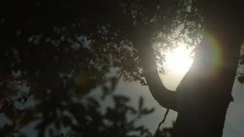 Sunshine Video stock 97813265