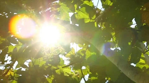 Sunshine Stock Footage 108124385