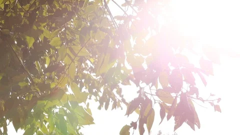 Sunshine Stock Footage 128445459