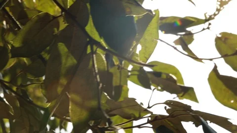 Sunshine Stock Footage 128445643