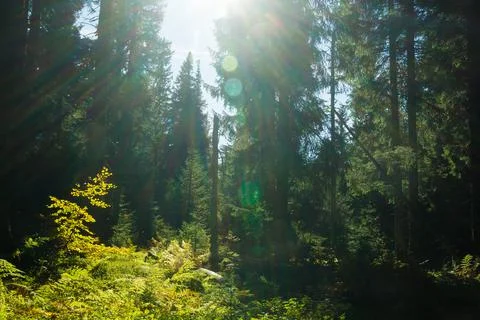 Sunshine in forest in the alps Stock Photos