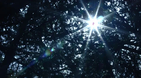 Sunshine in the forest Stock Footage 49165580