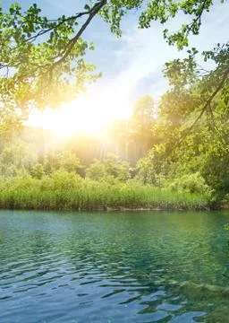 Sunshine in a forest イラスト素材