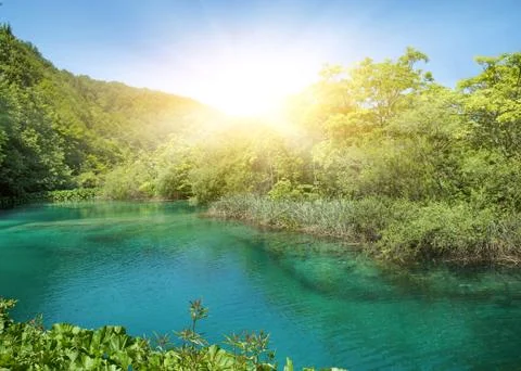 Sunshine in a forest 스톡 일러스트