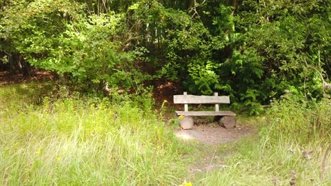 Sunshine on the forest path. The tracking shot ends at a wooden bench. Stock Footage 138161118