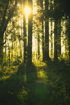 Sunshine in forest Stock Photos