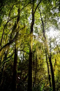 Sunshine in the forest 写真素材