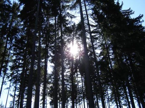 Sunshine-in-forest Foto stock