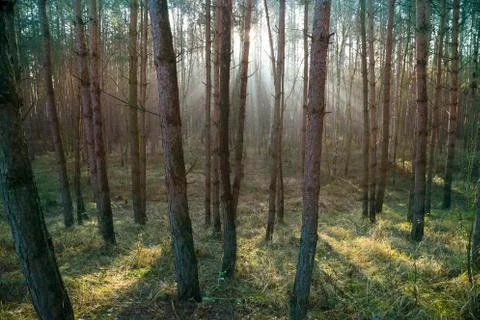 Sunshine in the forest Stock Photos