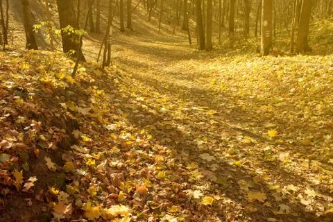 Sunshine in the forest Stock Photos