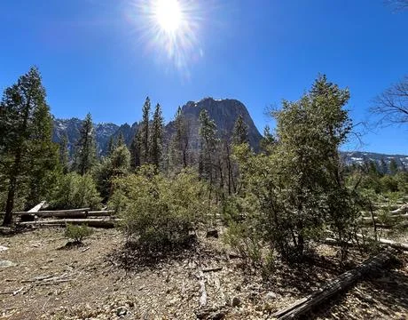 Sunshine on the Forest Valley Stock Photos