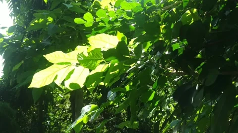 Sunshine on garden leaves Stock Footage 160558176