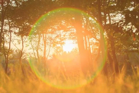 Sunshine on the Garden Stock Photos