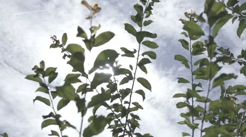 Sunshine Glare Through Branches, Slow Motion Stockbeeldmateriaal 64391822