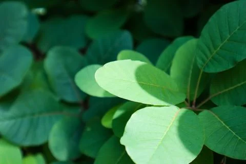 Sunshine on Green Leaf Foto stock
