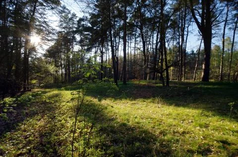 A sunshine in green wild forest Stock Photos