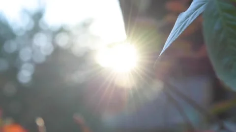 Sunshine HD 動画素材 153486814