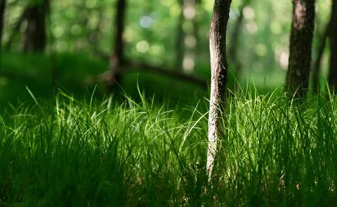 Sunshine illuminating patch of grass and small tree in the forest. Stock Photos