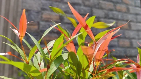 Sunshine on leaf in garden Stockbeeldmateriaal 321085185