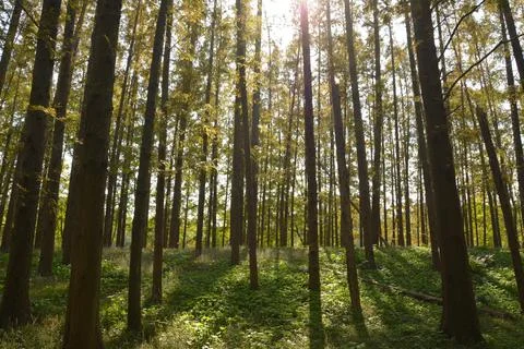 Sunshine leak into trees in the forest Stock Photos