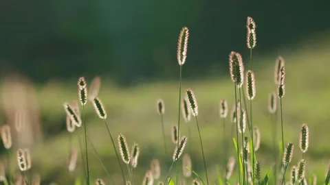 Sunshine leaves shine through the forest, beautiful dog tail grass Stock Footage 273533960