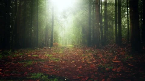 Sunshine light in morning woods with path Vídeos de archivo 229766948