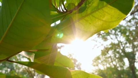 Sunshine light passing through tropical green leaves trees. Stock Footage 126579554