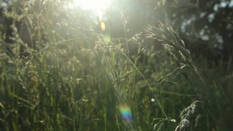 Sunshine Light Shine Through High Grass Stock Footage 92387743