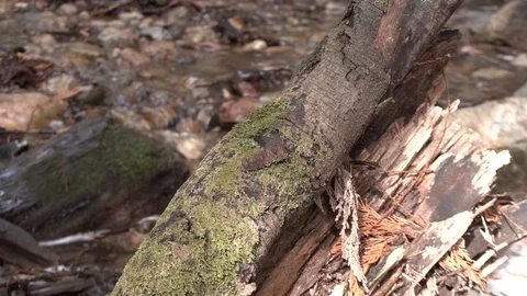 Sunshine on a log in a stream Stock Footage 88003600