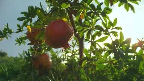 Sunshine lying on Garnet tree after the rain Stock Footage 83248177