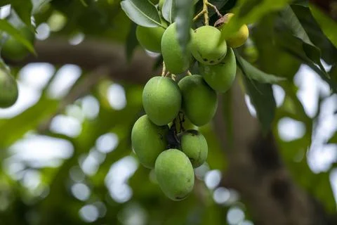 Sunshine, mango tree, ripe, mango, fruit Stock Photos
