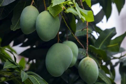 Sunshine, mango tree, ripe, mango, fruit Stock Photos